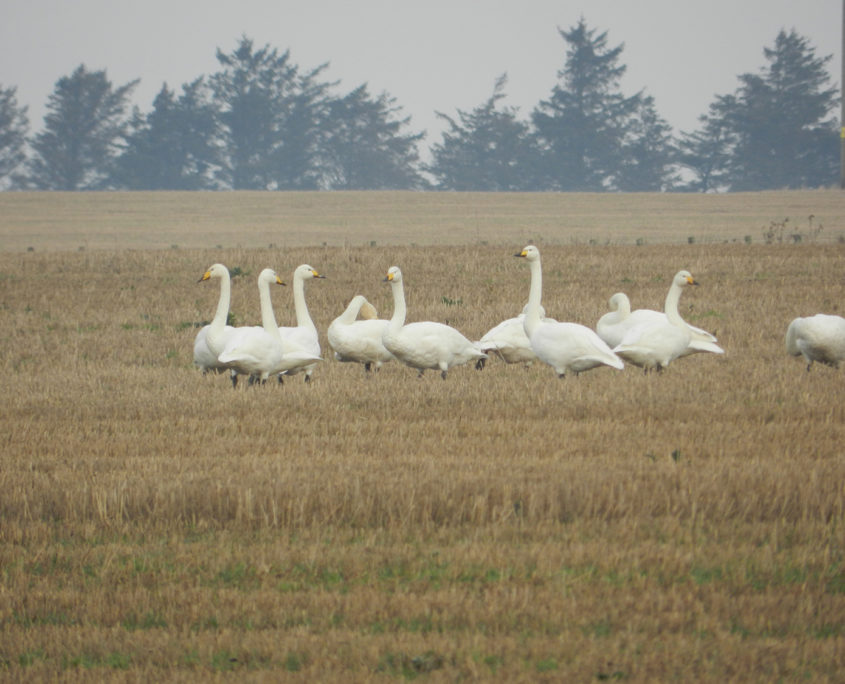 Whooper swans