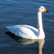 Whooper swan