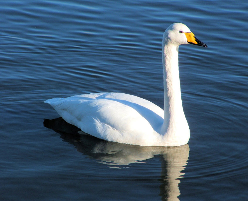 Whooper swan