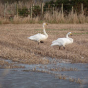 Whooper swans