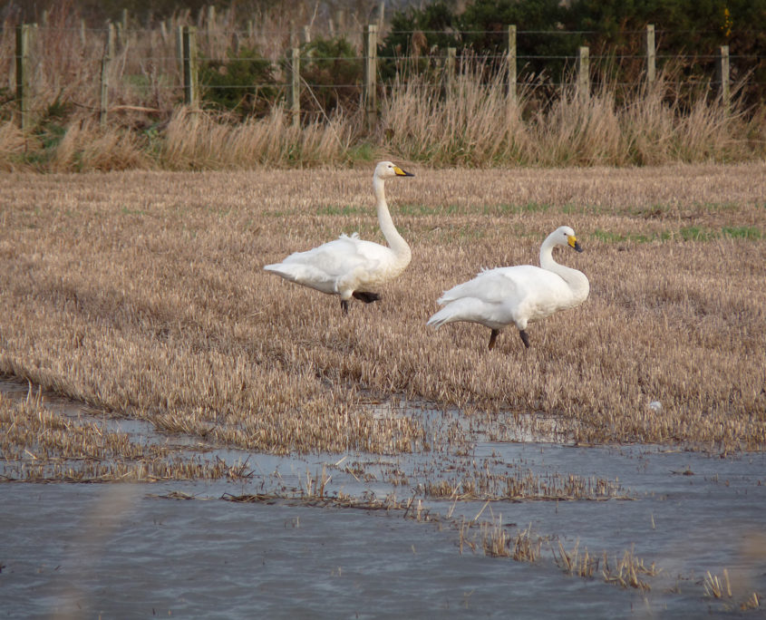 Whooper swans