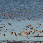 Wigeon