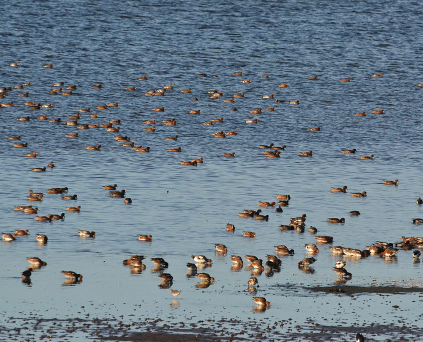 Wigeon