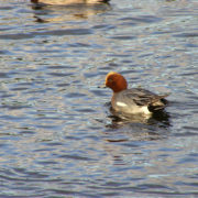 Wigeon