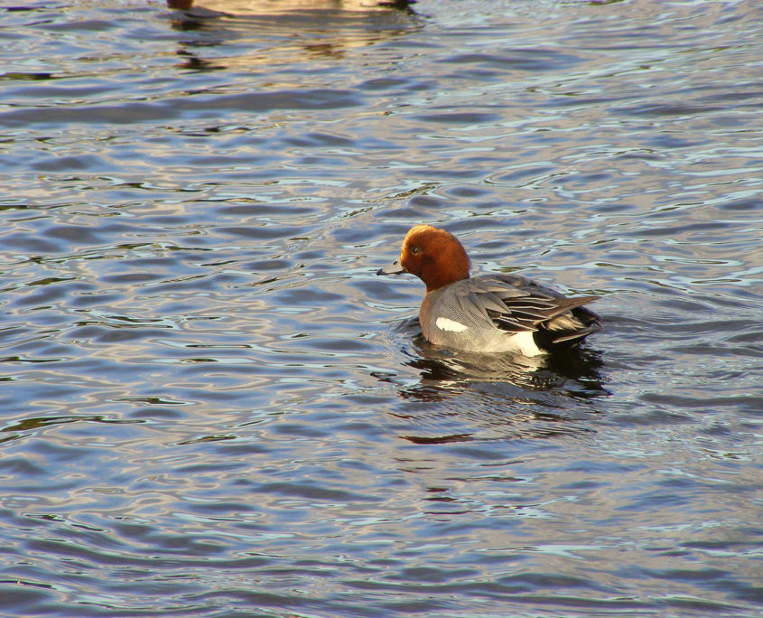 Wigeon