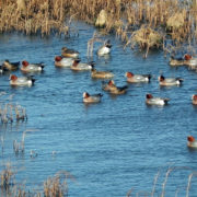 Wigeon