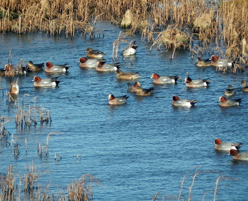 Wigeon