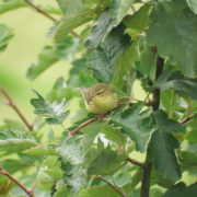 Willow warbler