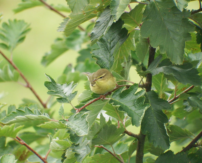 Willow warbler