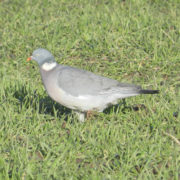 Wood pigeon