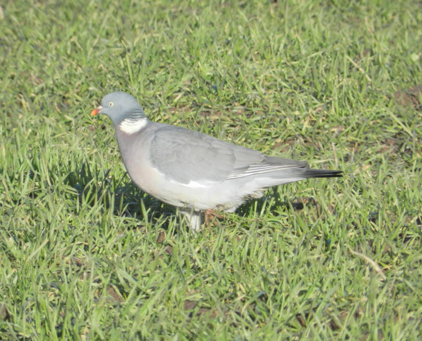 Wood pigeon