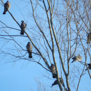 Wood pigeon