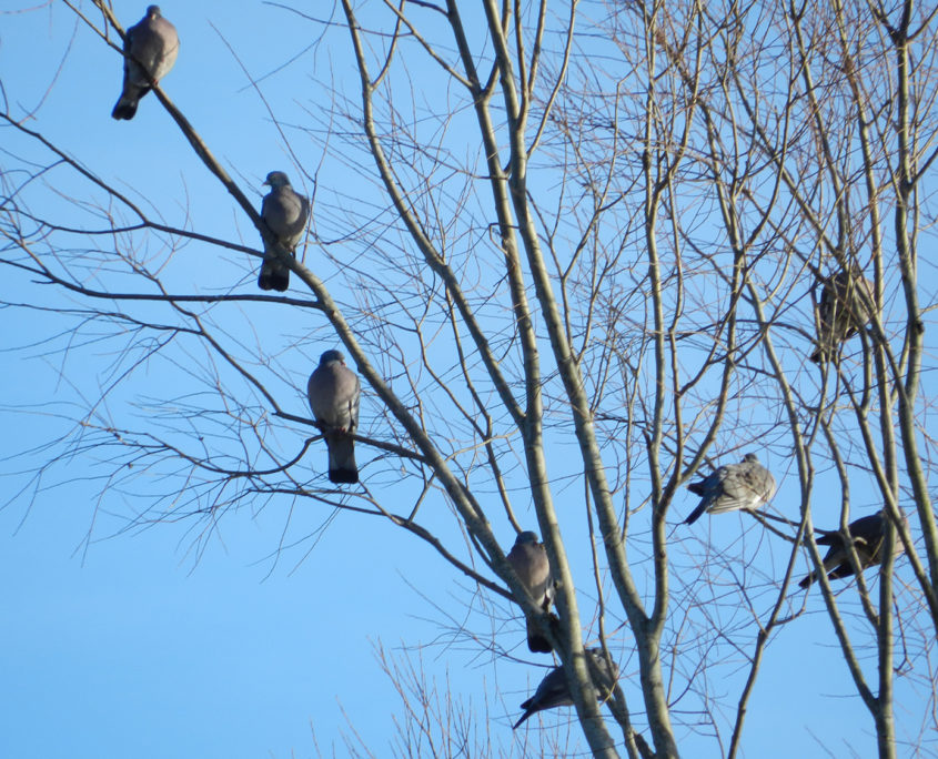 Wood pigeon