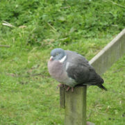 Wood pigeon