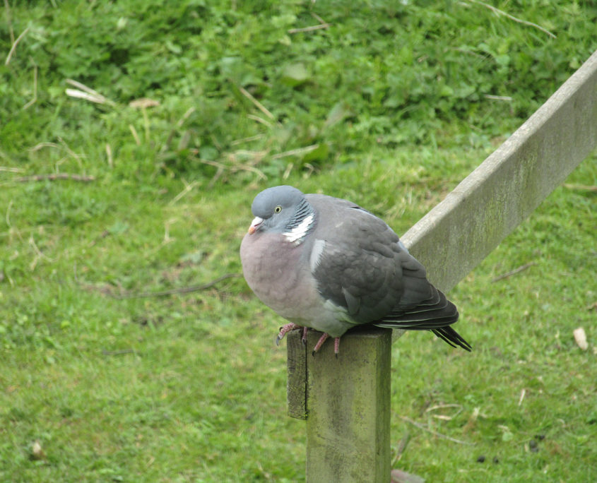 Wood pigeon