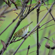 Yellow-browed warbler