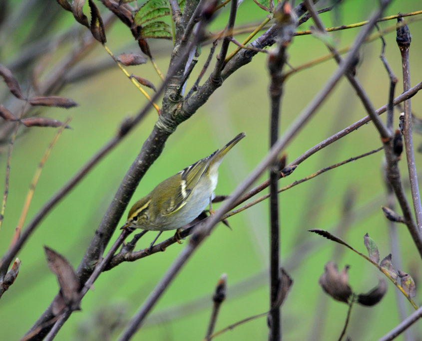 Yellow-browed warbler
