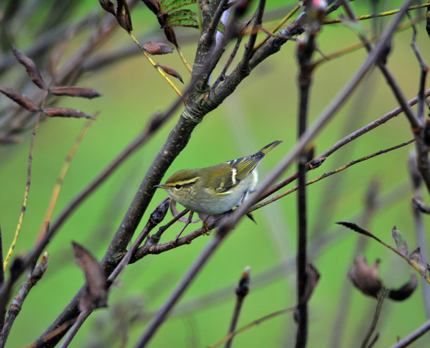 Yellow-browed warbler