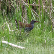 Water rail