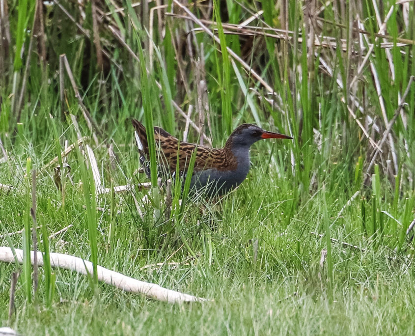 Water rail