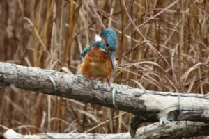 The kingfisher with his dinner of sticklebacks. © Ron Mitchell