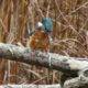 The kingfisher with his dinner of sticklebacks. © Ron Mitchell