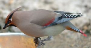 Japanese Waxwing (Bombycilla japonica) ©WikiMedia