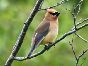 Cedar Waxwing (Bombycilla cedrorum) ©WikiMedia