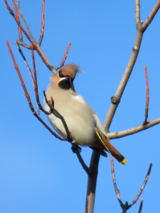 Bohemian Waxwing (Bombycilla garrulus) in Montrose ©Paul Brooks