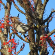 Waxwing in rowan – Montrose ©Paul Brooks