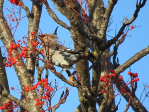 Waxwing in rowan – Montrose ©Paul Brooks